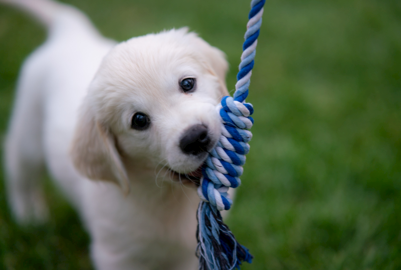 puppy toy